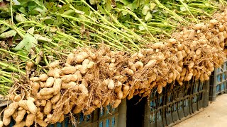 How to grow Peanuts at home with many tubers and high yield [upl. by Keldon]