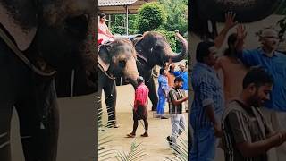 😍🦣 Best Elephant Experience destinationbharat elephant shorts keralatourism aanakeralam [upl. by Most]