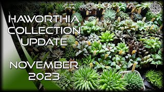 Haworthia Collection Update Tour  November 2023  Cactus amp Succulent Collection [upl. by Ikey]