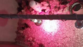 Hatching chicks in a sitting room Sasso F1 Breed [upl. by Melicent234]