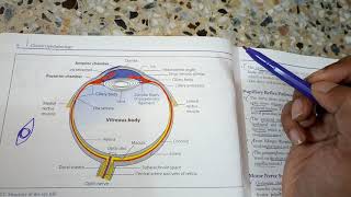 OPHTHALMOLOGYeye introduction of basic anatomy a revision lecture [upl. by Nicram]