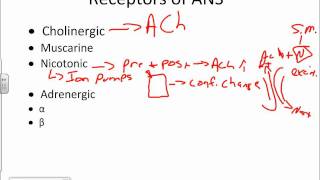 Autonomic Nervous System Physiologywmv [upl. by Akkim]