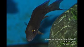 Julidochromis marksmithi Kipili Neolamprologus christyi quotFulwe Rockquot [upl. by Ruella]