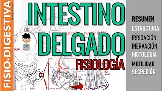 FISIOLOGIA INTESTINAL INTESTINO DELGADO ESTRUCTURA SECRECIÓN Y MOTILIDAD irrigación inervación [upl. by Otilesoj]