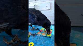 This Crow Is Very Smart🤓 [upl. by Eibloc]