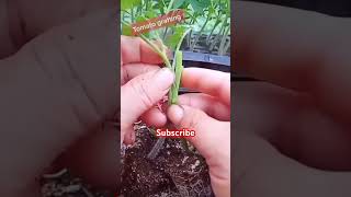 🍅🍅Tomato ki grafting tomatoe agriculture tomato gardening tomatocutting garden tomatoflower [upl. by Nnylram]