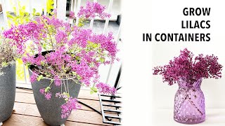 Grow Lilacs in containers  Shrubs in containers  Bloomerang Lilac [upl. by Sev]