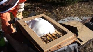 Feeding Carniolan honey bee hive with Mountain Camp method [upl. by Moishe]