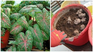 Growing Caladium Bulbs  How to Sow Caladium Bulbs  Best Summer Plant  Fun Gardening [upl. by Herzig]