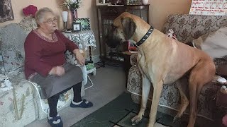 Great Dane Dog will have you Rolling On the Floor Laughing 😂 [upl. by Staley]