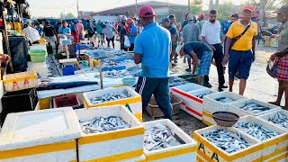 Mesmerizing Biggest Fish Market In Srilanka  Negombo Fish Market [upl. by Micki759]