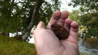 Pipistrelle batswmv [upl. by Questa]