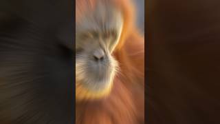 Orangutans Use Tools Fun Fact Revealed [upl. by Yehus192]