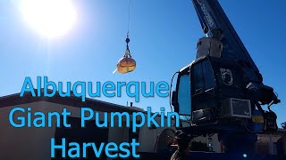 Albuquerque Giant Pumpkin Harvest Crane Lift and Official Weight [upl. by Nosak800]