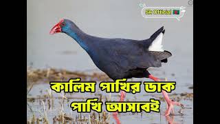 কালিম পাখির ডাক  বুরি পাখির ডাক  কালিম পাখি  Western swamphen Bird Call audio  kalim pakir duk [upl. by Weywadt]