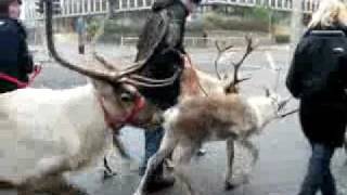 Walking with Reindeer in Middlesbrough [upl. by Nuawaj695]