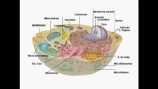 Organelos de Células [upl. by Ebonee]