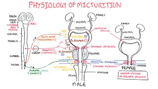 Physiology of Micturition [upl. by Nnylesor]