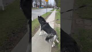 reactive dog owners I see you doing your best🫶 husky dogvideos [upl. by Annej]