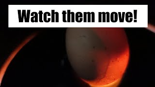 Candling Dark Chicken Eggs  DIY Egg Candler Light [upl. by Ney627]