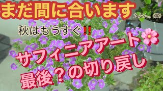 【花の育て方】まだ間に合いますサフィニアの切り戻し [upl. by Mylo]