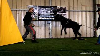 Cane Corso Bite Work  Dog SportIPO  Cali K9® Dog Training  San Jose [upl. by Kath]