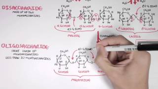 Biochemistry of Carbohydrates [upl. by Dene459]