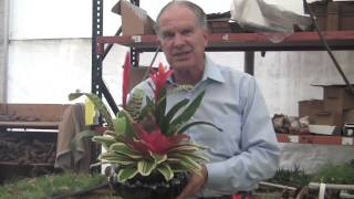 Barry Landaus Tropical Planet  Bromeliad Growing At Rainforest Flora [upl. by Berkly884]