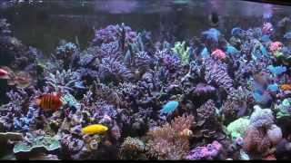 Mike Palettas 300 Gallon Reef1  ReefKeeping Video by AmericanReef  Start a Saltwater Aquarium [upl. by Lyj]