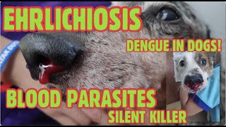 EHRLICHIOSIS  PART 2 BLOOD PARASITES  TREATMENT OF EHRLICHIABABESIALYME amp ANAPLASMA  DENGUE [upl. by Mcclelland65]