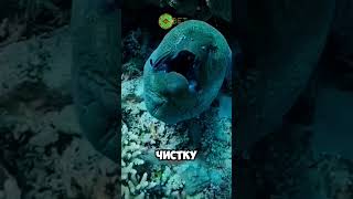 это рыба чистюля 😱🐠 животные милыеживотные [upl. by Winter771]