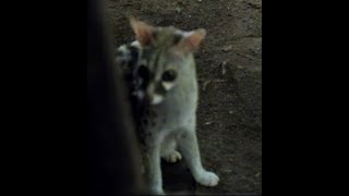 Resident Small Spotted Genet at Lentorre [upl. by Wilone]