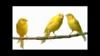 Kanarie fluit heel mooi  Nice singing Canary [upl. by Assiruam220]