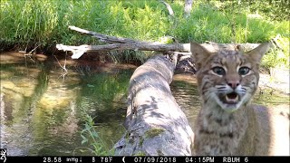 Pennsylvania man captures all walks of life crossing log bridge [upl. by Mulvihill]