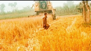 best rice cutting machine working sakills best harvester kabota operating system 🙊experimemtvilge [upl. by Bathsheeb]