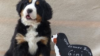 Berner Sennenhund Puppy Day 1 to 8 weeks in 3min [upl. by Brittain]