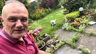 🐾 Dilwyn the Bedlington terrier plays ball in the garden [upl. by Charley]