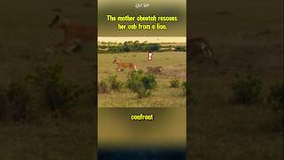 The mother cheetah rescues her cub from a lion lion cheetah animals [upl. by Anitnelav975]