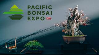 Pacific Bonsai Expo 2024 [upl. by Arakal]