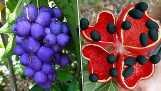 10 Frutas EXÓTICAS Mais INCRÍVEIS do Mundo Que Você Nunca Viu Parte 3 Exotic Fruits of the World [upl. by Aldus]