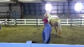 American Cream Draft Horse Show [upl. by Notloc]