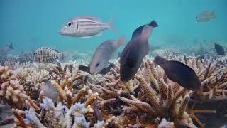 Stream of the day from Fulhadhoo Maldives on 09 April 2024 [upl. by Edieh]