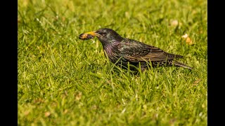 Murmuration 1 Amazing Starling Murmuration [upl. by Jonathan]