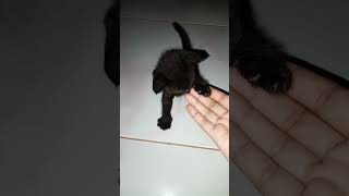 KUCING HITAM OSONG Kucing Sulawesi [upl. by Jard]