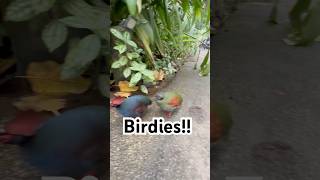 Birdies fypシ゚viral funny nature comedy baddies [upl. by Anaiviv]