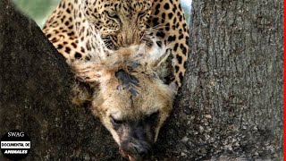 El Leopardo Ataca Y Se Come A La Hiena Para Vengarse Y ¿Qué Sucede Después  Animales Salvajes [upl. by Fulton]