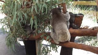 Koala （Phascolarctos cinereus） [upl. by Leeanne]