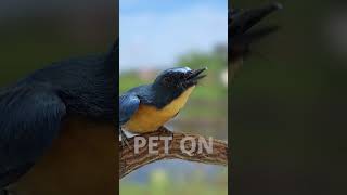 Tickells blue flycatcher Singing E15 birdsinging flycatchers tledekangunung [upl. by Quickman]