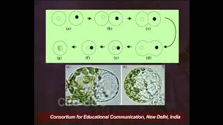 Plant Tissue Culture  XII Protoplast Culture II [upl. by Euginimod]