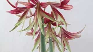 Hippeastrum cybister  Amaryllis [upl. by Enyawd506]